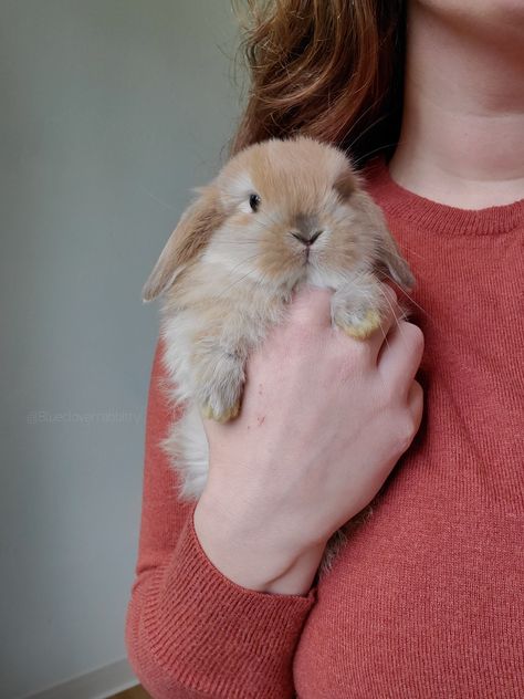 Holland Lop, Doll House Crafts, Baby Bunnies, Animals Of The World, Pusheen, Cute Bunny, Spirit Animal, Holland