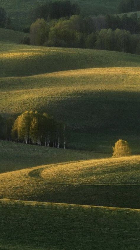 Nature Asthetics Photos, Cow Field, Simplistic Aesthetic, 숲 사진, Pretty Landscapes, Alam Yang Indah, Rolling Hills, Nature Aesthetic, Pretty Places