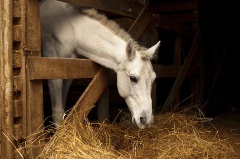 Horses Background, White Horse Whisky, White Horse Taylor Swift, Horse Eating, White Horse Photography, White Horse Painting, Horse Background, Horse Info, Horse Feed