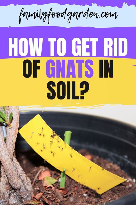 How To Get Rid Of Soil Gnats, Getting Rid Of Nats, How To Kill Gnats, Gnats In House Plants, How To Get Rid Of Gnats, Fungus Gnats, Garden Prepping, Indoor Vegetables, Bucket Gardening