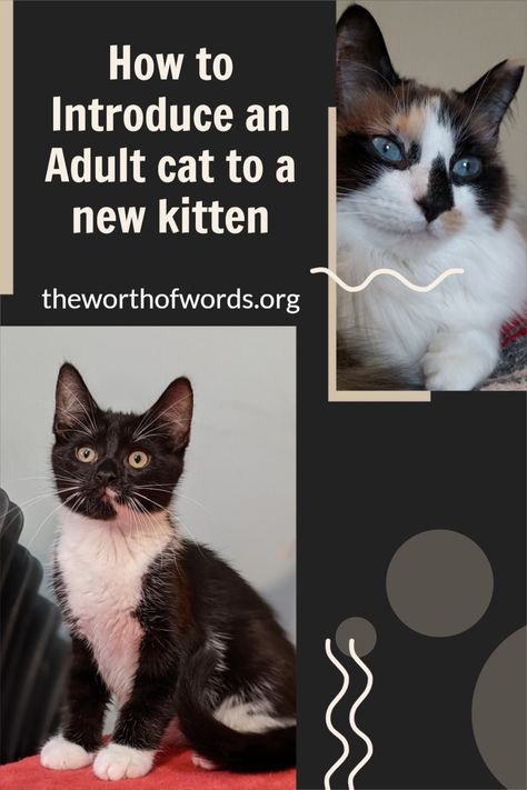 New Kittens Tips, How To Train A Cat, New Cat, New Kitten, Introducing A New Cat To Another Cat, How To Introduce A Kitten To A Cat, Introducing Cats To Cats, Multiple Cats Tips, How To Introduce Cats To Each Other