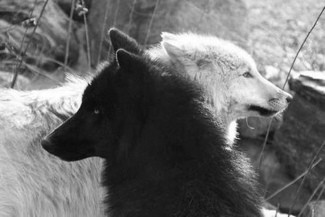 Black And White Wolves, White Wolves, Werewolf Stories, Red Ridding Hood, Native American Children, Wolf Love, Cover Photo Quotes, Bad Wolf, In Another Life