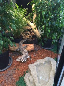 Tegu Enclosure Tegu Enclosure Ideas, Argentine Tegu Enclosure, Tegu Lizard Enclosure, Tegu Enclosure, Skink Enclosure, Reptile Background, Tegu Lizard, Terrarium Background, Diy Reptile