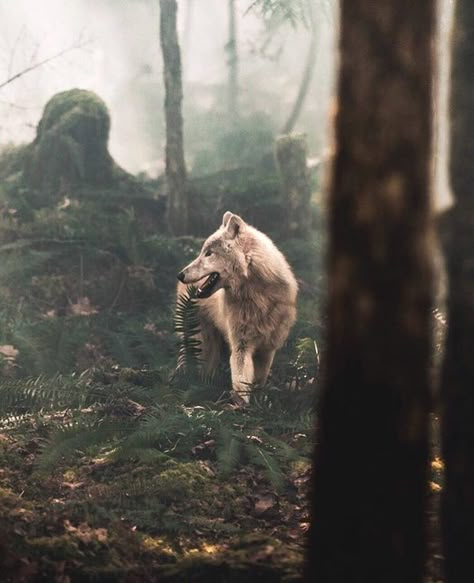 #animal #lobo #wolf #floresta #forest Still Of The Night, Werewolf Aesthetic, Beautiful Wolves, Wolf Pictures, Wolf Spirit, Wolf Dog, Wolf Art, A Wolf, The Wolf