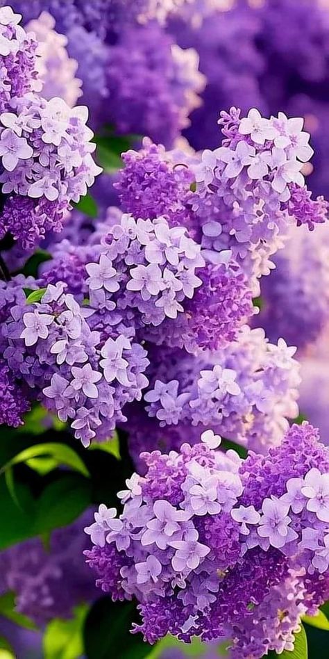 Nothing But Flowers, Lovely Lavender, Lilac Flowers, Beautiful Rose Flowers, Beautiful Flowers Pictures, Lavender Flowers, Flowering Trees, Exotic Flowers, Flower Photos