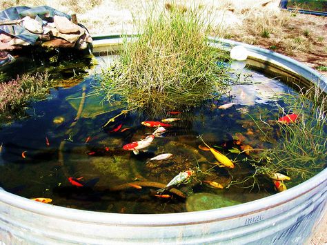 livestock trough water garden | photo Stock Tank Pond Waterfall, Water Trough Ponds, Metal Pond, Bathtub Fish Pond, Horse Trough Fish Pond, Greenhouse Fish Pond, Rubbermaid Stock Tank Pond, Stock Tank Gardening, Fish Ponds Backyard