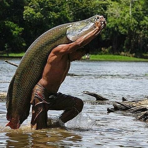 Did he catch this with his bare Hands? #fishing #fisherman #fishingrod #rivermonster #Monster #bigfish Fishing, Fish