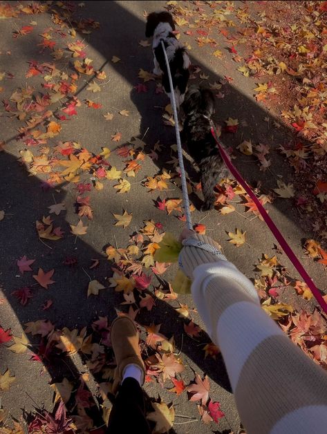 Autumn Dog Walk Aesthetic, Fall Walks Aesthetic, Walk Dog Aesthetic, Dog Walk Aesthetic, Romanticising Autumn, Dog Walking Aesthetic, Fall Szn, Autumn Core, Fall Walk