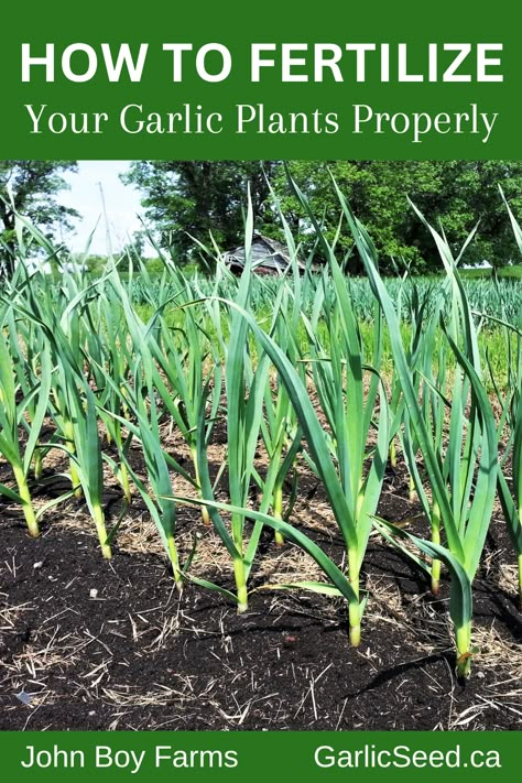 How to fertilize your garlic plants properly Garlic Farming For Profit, Garlic Fertilizer, Garlic Plants, Garden Garlic, Garlic Harvest, Garlic Growing, Garden Prep, Garlic Garden, Plant Garlic