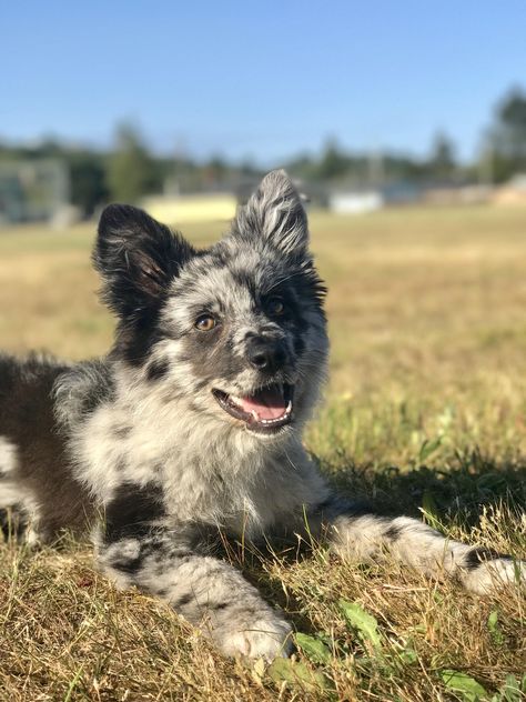 German Australian Shepherd, Australian Shepherd Training, Aussie Cattle Dog, Australian Cattle Dog Mix, Smart Working, 3 Month Old, Australian Shepherd Mix, Belgian Shepherd, Dog Mixes