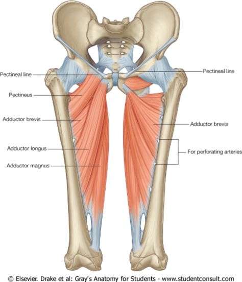 Muscles:Anterior compartment of the ... Adductor Muscles, Hip Anatomy, Leg Anatomy, Inner Thigh Muscle, Muscle Model, Yoga Anatomy, Human Body Anatomy, Muscular System, Lower Limb