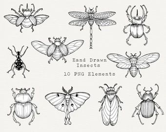 Insects Drawing, Bug Png, Insect Drawing, Beetle Drawing, Bugs Drawing, Insect Clipart, Insect Tattoo, Bug Tattoo, Bug Art