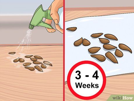 Image titled Plant Apple Seeds Step 2 Plant Apple Seeds, Planting Apple Trees, Growing Apple Trees, Apple Tree From Seed, Apple Plant, Planting Fruit Trees, Diy Apple, Growing Fruit Trees, Tree Seedlings