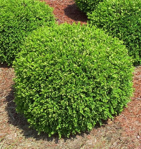 Green Gem Boxwood - A compact selection that naturally produces a rounded shape with minimal pruning. Dense foliage retains its dark green color through the winter. Sheers well into most any shape. Great foundation shrub where a low maintenance evergreen is desired. Winter Green Boxwood, Modern Front Garden Design, Green Gem Boxwood, Modern Front Garden, Gem Boxwood, Spanish Transitional, Winter Gem Boxwood, Hillside Gardening, Boxwood Landscaping