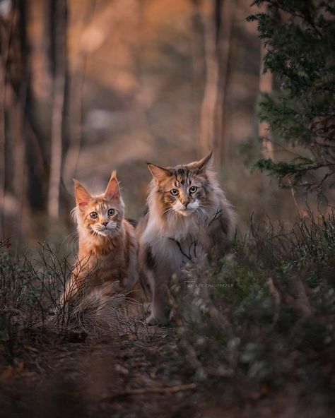 Cats Reference, Cat References, Fluffy Cats, Kitten Images, Cat Reference, Norwegian Forest, Gorgeous Cats, Forest Cat, Cat Pose