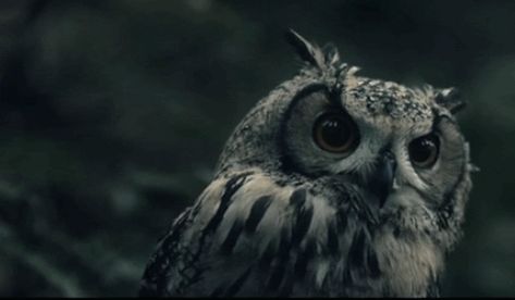 Deschis pt cereri de orice fel #aleator # Aleator # amreading # books # wattpad Short Eared Owl, Funny Owls, Great Horned Owl, Witch Aesthetic, Aesthetic Gif, Barn Owl, Strike A Pose, New Age, Fine Art Prints