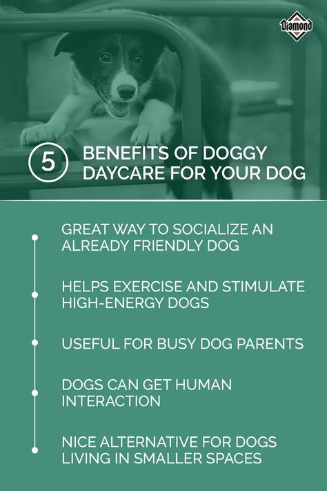 Dog Daycare Business Plan, In Home Dog Daycare Ideas, Pet Cafe Interior, Doggy Daycare Business, Doggie Daycare Ideas, Doggy Daycare Ideas, Dog Daycare Ideas, Dog Daycare Design, Kennel Business