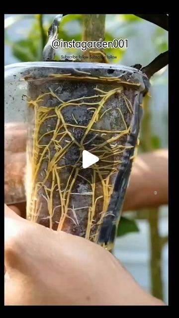 D - Garden on Instagram: "Propagation method  #propagation #plantpropogation #viralpictures #viral #viralvideos #videooftheday #trending #trendingpic #trendingreels #trendingnews #trendingvideo #instagarden001 #1trending  . . . . @instagarden001" Air Layering, Growing Fruit, Lemon Tree, Propagating Plants, Diy Plants, Hydroponics, Horticulture, Outdoor Garden, Garden Plants