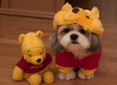 The ultimate collection of costumed Shih Tzus on the internet. Perro Shih Tzu, Shih Tzu Grooming, Puppy Stages, Shih Tzu Funny, Puppy Grooming, Cute Dog Clothes, Dog Halloween Costumes, Shih Tzu Puppy, Shih Tzu Dog