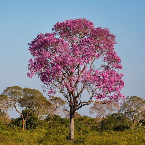 Pink Trumpet Tree (Handroanthus heptaphyllus) / Image by Thelma Gátuzzô from flickr Pink Trumpet Tree, Trumpet Tree, Coastal Forest, Pink Trees, Tree Drawing, Garden Trees, Vow Renewal, Flowering Trees, Garden Design