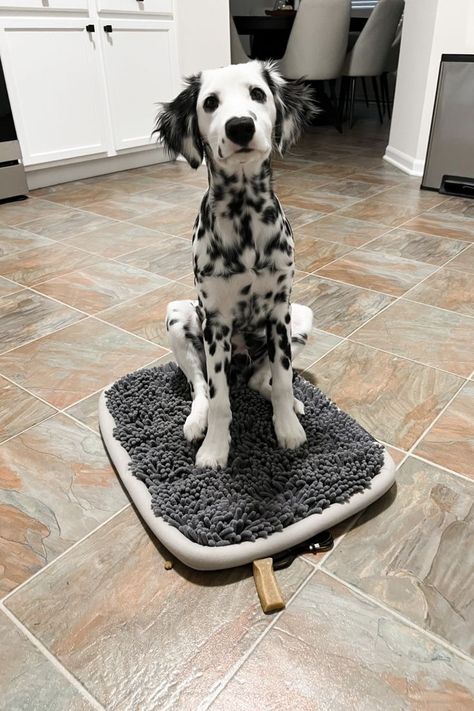 Dalmatian Service Dog, Fluffy Dalmatian Puppy, Long Haired Dalmatian Puppy, Long Coat Dalmatian, Fluffy Dalmatian, Long Haired Dalmatian, The 101 Dalmatians, Athletic Dogs, Dream Pet