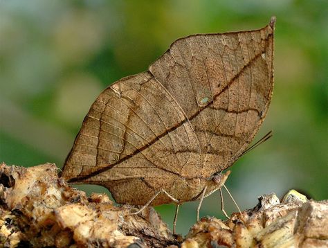 A leaf butterfly. The ultimate in camouflage. Butterfly Camouflage, Butterfly Leaf Table, Leaf Butterfly, Moth Caterpillar, Cool Bugs, Butterfly Pictures, Big Photo, Butterfly Garden, Nature Images