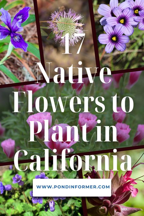 Embrace the beauty of California's native flora with these 17 stunning wildflowers ideal for sustainable landscapes.  #CaliforniaNatives #SustainableGardening #WildflowerBeauty Ca Native Plants, California Wildflower Garden, California Native Landscape, California Wildflowers, Sustainable Landscaping, California Native Plants, Perennial Border, Perennial Herbs, Wildflower Garden