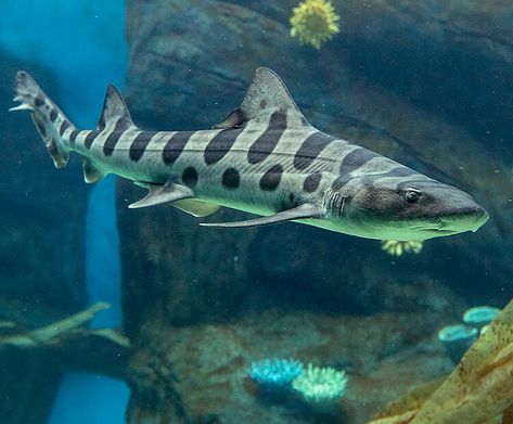 Leopard Shark Photography, White Spotted Bamboo Shark, Leopard Shark Aesthetic, Shark Reference Photo, Shark Breeds, Shark Pics, Shark Photography, Silly Sharks, Australian Shepherd Husky