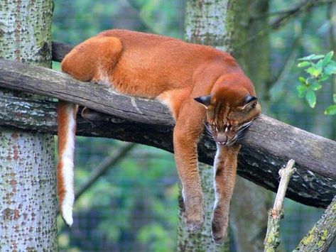 African Golden Cat, Asian Golden Cat, Forested Mountains, Asian Cat, Golden Cat, Small Wild Cats, Cat Species, Rare Cats, Rare Animals