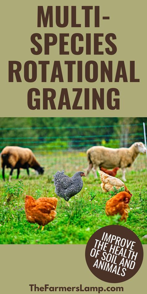 cows sheep and chickens in a pasture with words written that read multi species rotational grazing improve the health of soil and animals the farmers lamp dot com Multi Species Grazing, Multi Species Rotational Grazing, Pasture Raised Chickens, Rotational Grazing, Homestead Animals, Homestead Life, Types Of Animals, Soil Health, Soil Improvement