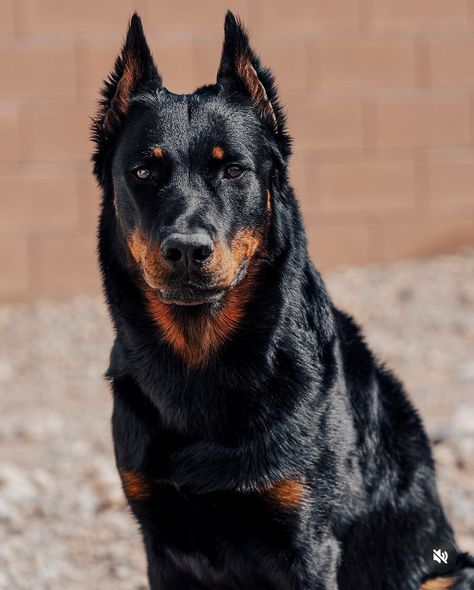 Strong Dog Breeds, Beauceron Dog Harlequin, Beauceron Aesthetic, Dangerous Dogs Breeds, Beauceron Puppy, Dog Breeds Big, Extra Large Dog Breeds, Beauceron Dog, Laika Dog