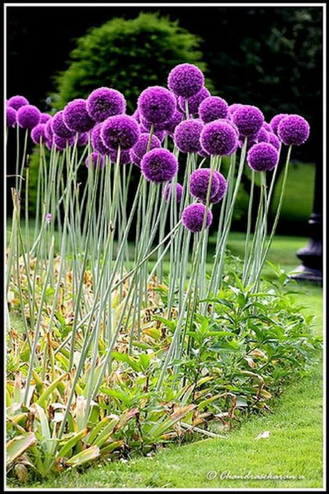 Giant Allium, Allium Globemaster, Allium Flowers, Flowers Perennials, Garden Cottage, Back Garden, Exotic Flowers, Front Garden, Backyard Landscaping Designs