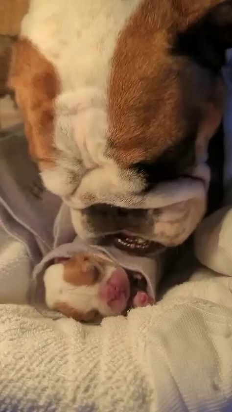 Bulldog Villa (@Bulldog_Villa) on X Baby English Bulldogs, Bulldogs Funny, American Bully Dog, American Bulldog Puppies, Baby Bulldog, Dog Bulldog, Bulldog Breeds, Loving Animals, Bulldog Funny