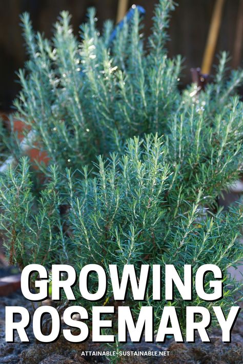 rosemary plant. Plant Rosemary, Hydroponic Herb Garden, Rosemary Garden, Fruit Trees In Containers, Herb Growing, Growing Sage, Herbal Garden, Growing Cilantro, Herb Life