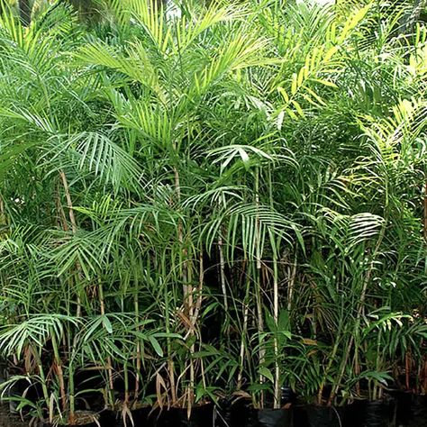 How to Grow the Bamboo Palm Tree (Chamaedorea seifrizii) Bamboo Palm Indoor, Chamaedorea Seifrizii, Best Air Purifying Plants, Florida Palm Trees, Bamboo Palm, Brown Leaves, Spanish Style Home, Palm Plant, Air Purifying Plants