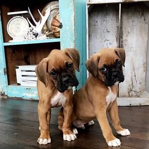 Heritage Boxers - Boxer-dogs-for-sale Boxer Puppies For Sale, Boxer Breed, Puppies For Sale Near Me, Boxer Puppies, Boxer Love, Adoption Process, Puppy Adoption, Boxer Dogs, Puppies For Sale