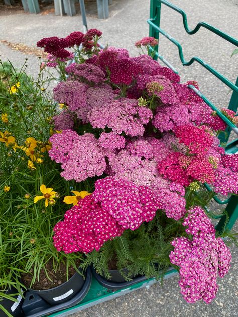 pink and red yarrow plant, summer perennial, summer planting Yarrow Plant, Pink Yarrow, Summer Plants, Perennials, Red, Pink, Flowers, Plants