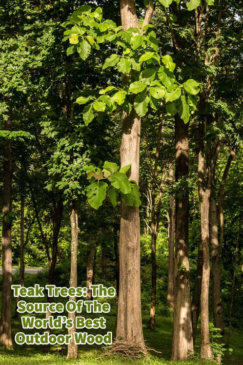 The teak trees have long been regarded as the source of the world’s best outdoor wood. This durable and strong hardwood has been used for centuries to construct boats, decks, and outdoor furniture. Despite the availability of alternative materials, teak remains the preferred choice for those seeking high-quality outdoor wood. #MondoroCompanyLimited #Mondoro #Manufacture #Create #Develop #SocialConscience #teaktrees #teaktreefarm #teaktreefurniture #teaktree Teak Tree, Tree Furniture, Mo Design, Top Furniture, Furniture Trends, Outdoor Wood, Decor Trends, Tree Farms, Beautiful Tree