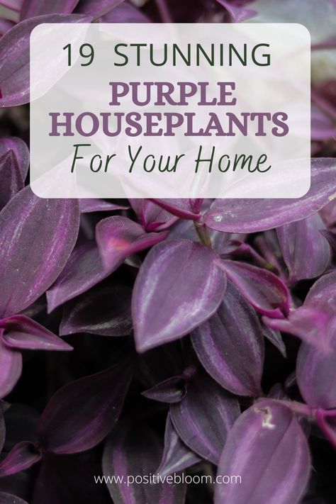 Check this article if you want to add purple houseplants to your home decor. They are great for a subtle pop of color and can make any room look more lively. Purple Indoor Plants Houseplant, Purple Hanging Plants, Purple Plants Indoor, Purple House Plants, Purple Leaf Plants, Purple Houseplants, Colorful House Plants, Plant Identification Chart, Long Leaf Plants