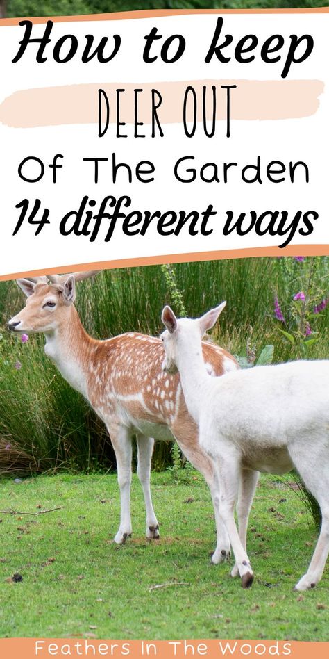 deer in garden Easy Deer Proof Garden Fence, Garden Fence Ideas To Keep Deer Out, How To Keep Deer Out Of Your Yard, Garden Design Deer Proof, Deerproof Garden Ideas, Protect Flowers From Deer, Deer In Garden, Deer Free Garden, Deter Deer From Garden