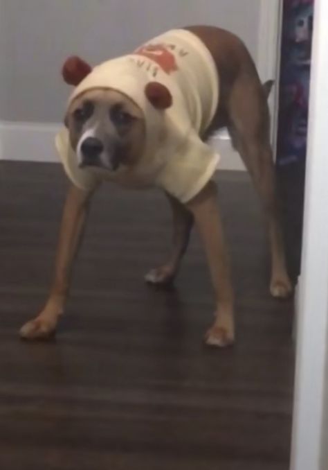 Funny Pitbull Pictures, Pitbull In Pajamas, Pitbull Memes Funny, Pitbull Meme, Smile Meme, Ray Ray, Pitbull Pictures, Phone Photo, Funny Animal Photos