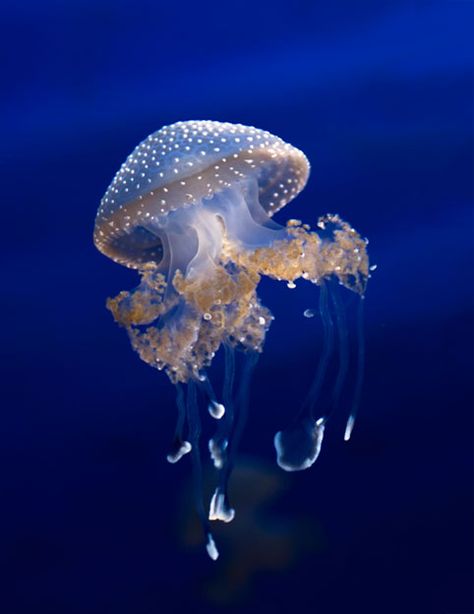 Australian Spotted Jellyfish Australian Jellyfish, Blubber Jellyfish, Spotted Jellyfish, Jellyfish Images, Jellyfish Species, Pet Jellyfish, Jellyfish Facts, Moon Jellyfish, Jellyfish Tank