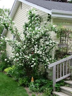 Turn your backyard into a peaceful retreat with these DIY garden ideas! Dive into our guide and start transforming your outdoor space today. #backyardescape #DIYgardening Sweet Mock Orange, Mock Orange Bush Landscape, Mock Orange Bush, Mock Orange Shrub, Coastal Landscaping, Connecting With Nature, Plant Wishlist, Mock Orange, Garden Beautiful