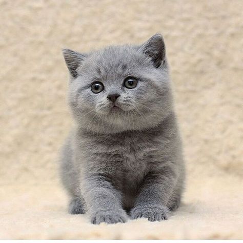 How cute  | Photo by @stevenshire_cattery_com #babyanimalshd Munchkin Kitten, British Shorthair Kittens, Munchkin Cat, Grey Kitten, Me And My Dog, Siberian Cat, Hairless Cat, Kitten Love, Cute Photo