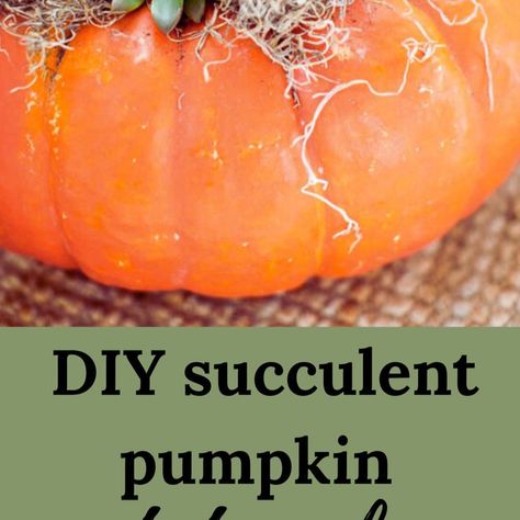 diy succulent planter on a table Succulents In A Pumpkin, Pumpkin Succulent Planter, Pumpkin With Succulents Diy, How To Make Succulent Pumpkins, Succulents In Pumpkins, Pumpkins With Succulents On Top, Succulent Pumpkins Diy, Pumpkin Succulent Centerpiece Diy, Pumpkin Succulent Centerpiece