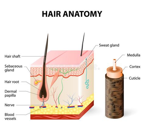 Diagram of a hair follicle in a cross section of skin layers royalty free illustration Structure Of Hair, Tree Anatomy, Hair Color Wheel, Organic Hair Mask, Hair Smoothening, Natural Hair Regrowth, Hair Facts, Get Thicker Hair, Hair Growth Cycle