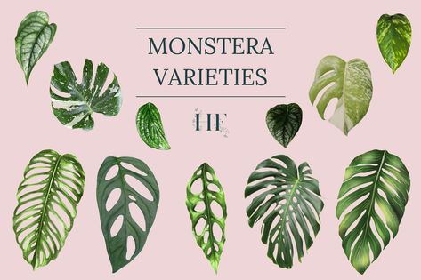 Different Types Of Monstera Plants, Different Monstera Plants, Monstera Plant Varieties, Monstera Types Chart, Small Monstera Plant, Monkey Monstera Plant, Monstera Andanosii, Types Of Monstera Plants, Monstera Types