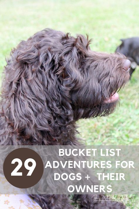 Bucket List For Dogs, Dog Bucket List, Best Dog Treats, Places To Volunteer, Dog Friendly Vacation, Best Treats For Dogs, Dog Hotel, Puppy Bowls, Dog Movies