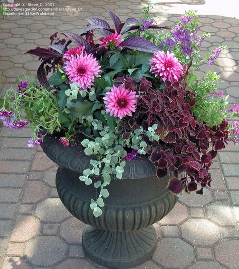 Planting Dahlias, Summer Planter, Patio Flowers, Winter Planter, Growing Dahlias, Container Gardening Flowers, Flower Pots Outdoor, Container Gardening Vegetables, Garden Containers