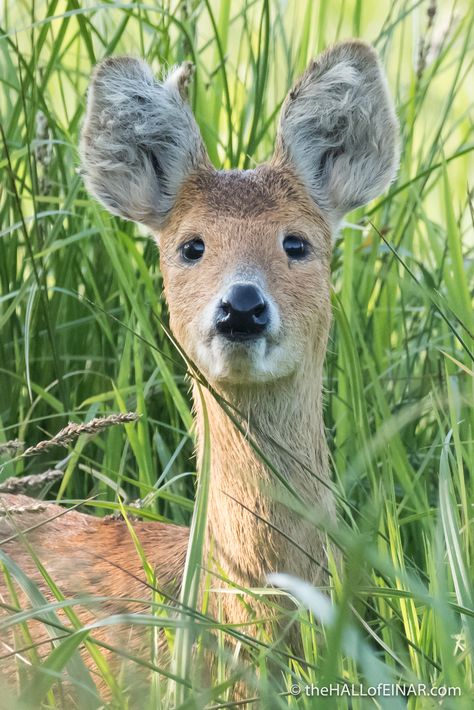 Alastor Ears, Chinese Water Deer, Deer Jumping, Water Deer, Whimsical Tattoos, Deer Species, Fallow Deer, Deer Art, Mule Deer